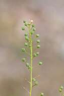 Sivun Neslia paniculata subsp. thracica (Velen.) Bornm. kuva