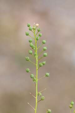 Neslia paniculata subsp. thracica (Velen.) Bornm.的圖片