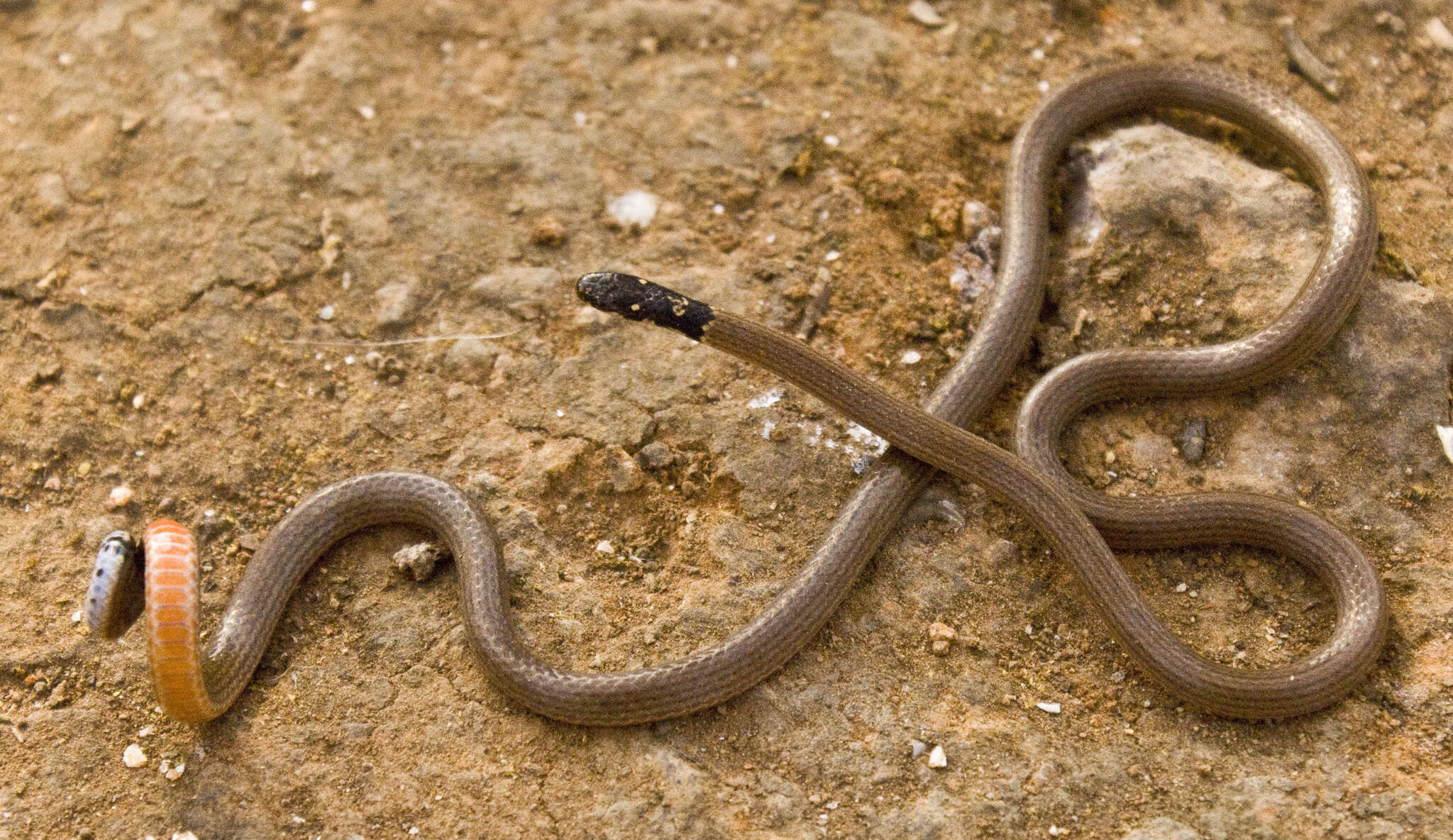 Calliophis melanurus (Shaw 1802)的圖片