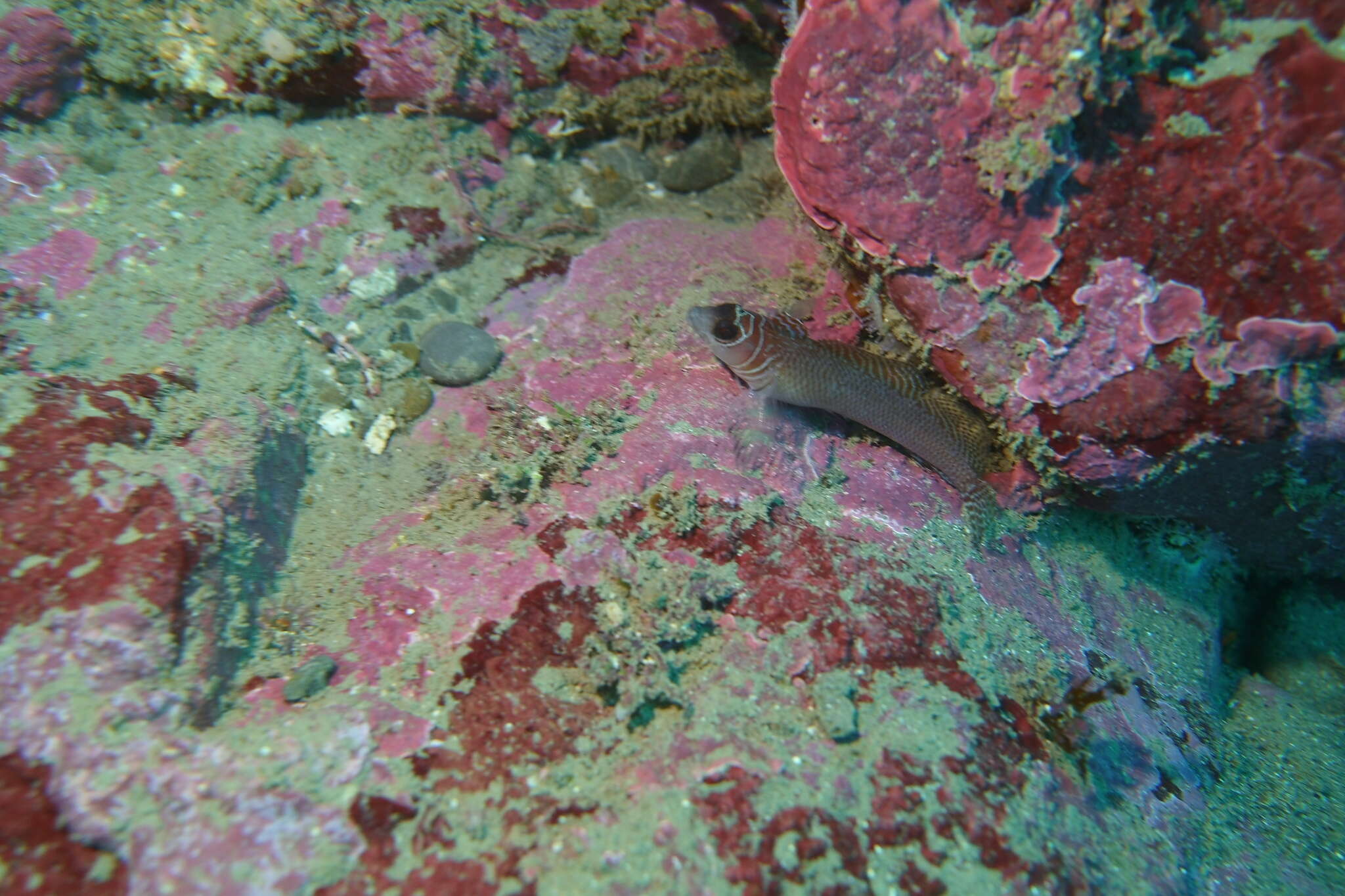 Image of Spectacled triplefin