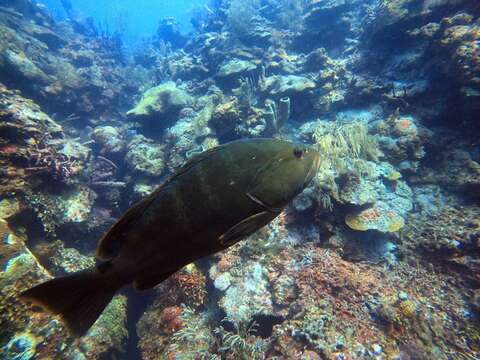 Image of Nassau Grouper