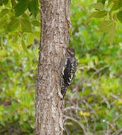 Image of Red-naped Sapsucker