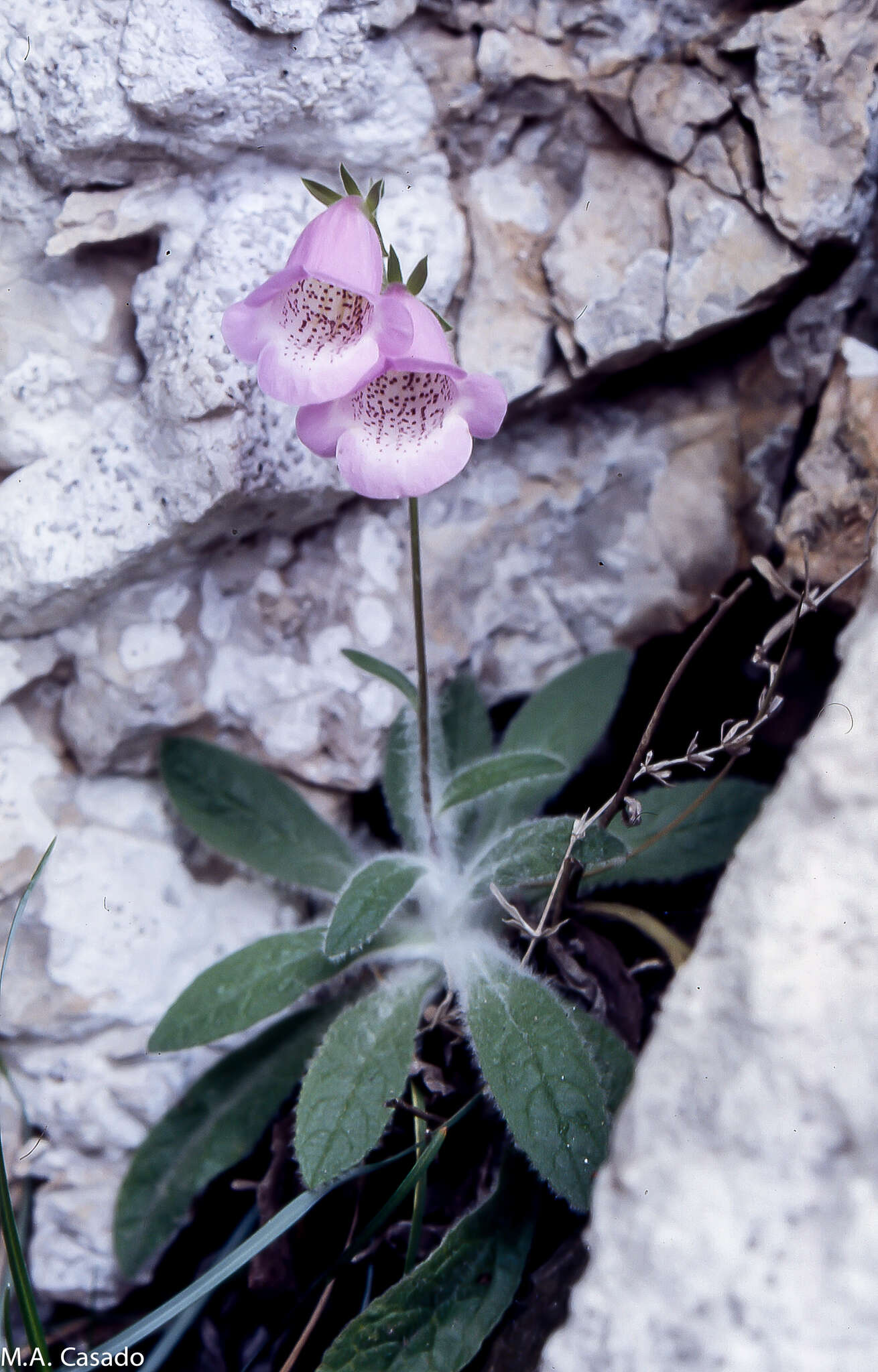 Imagem de Digitalis minor L.