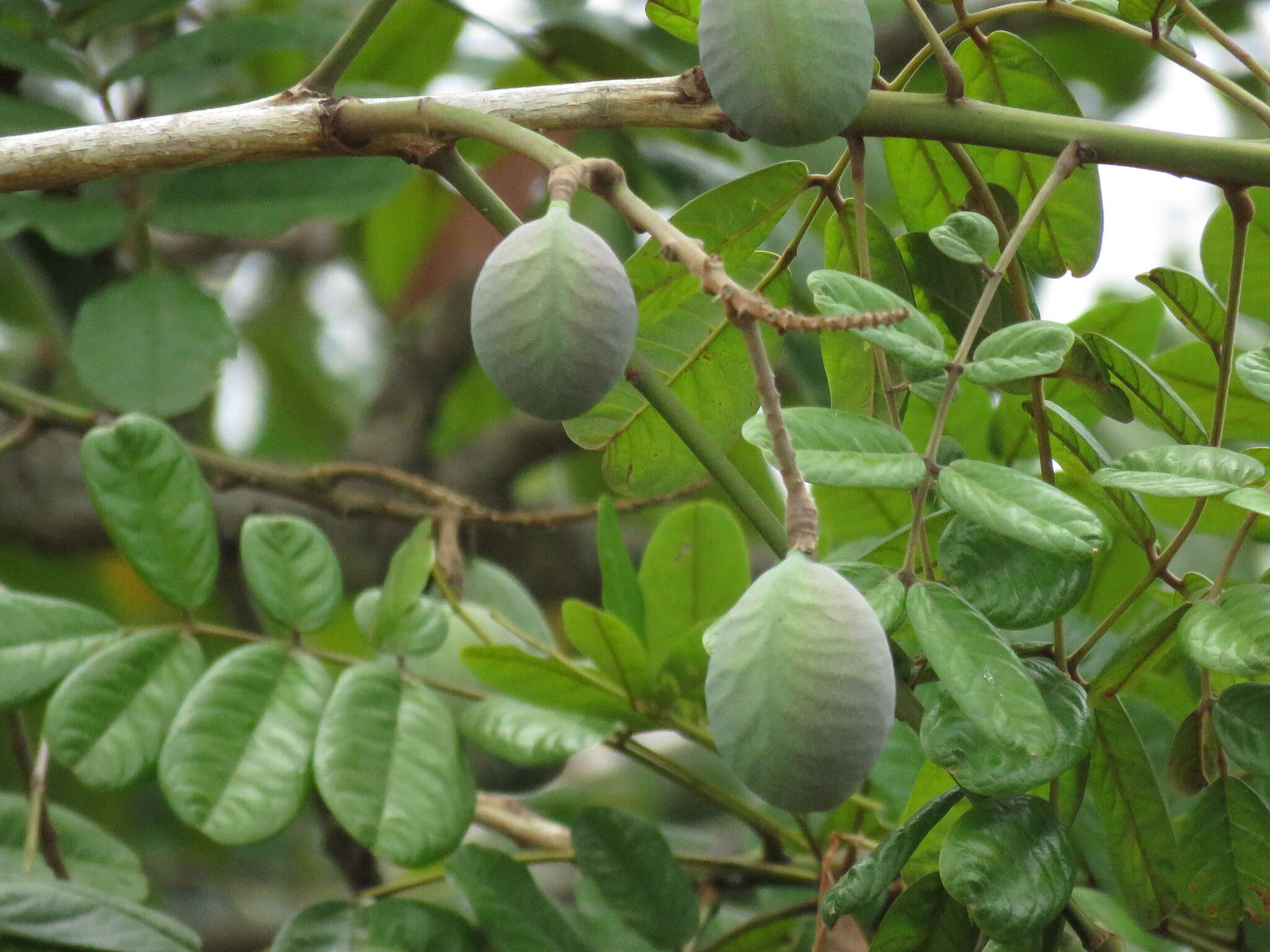 Image of Andira galeottiana Standl.