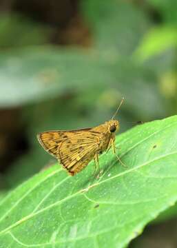 Image of Potanthus trachala tytleri Evans 1914