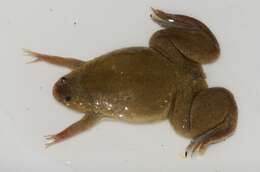 Image of Xenopus mellotropicalis Evans, Carter, Greenbaum, Gvozdík, Kelley, McLaughlin, Pauwels, Portik & Stanley et al. 2015