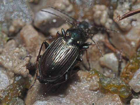 Imagem de Agonum (Agonum) muelleri (Herbst 1784)