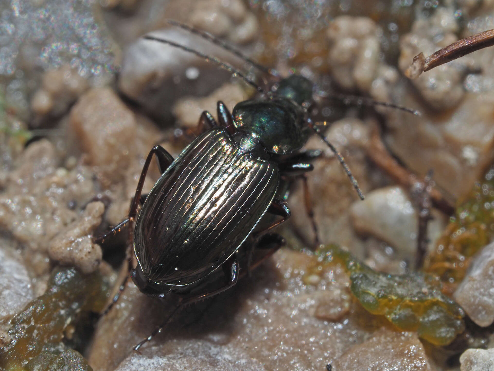 Agonum (Agonum) muelleri (Herbst 1784)的圖片