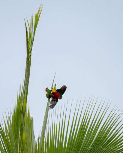 Image of Kuhl's Lorikeet