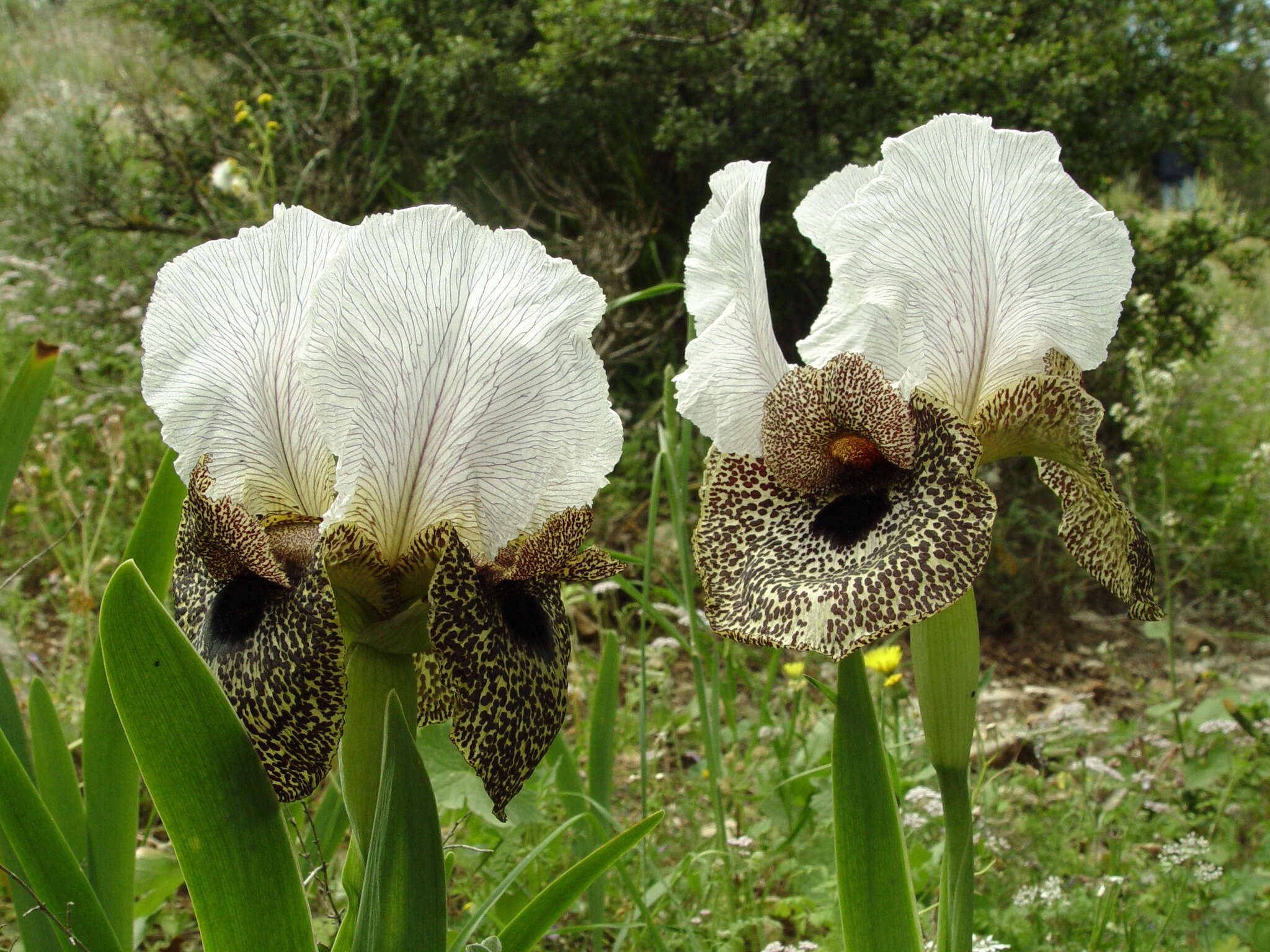 Plancia ëd Iris bismarckiana Dammann & Sprenger