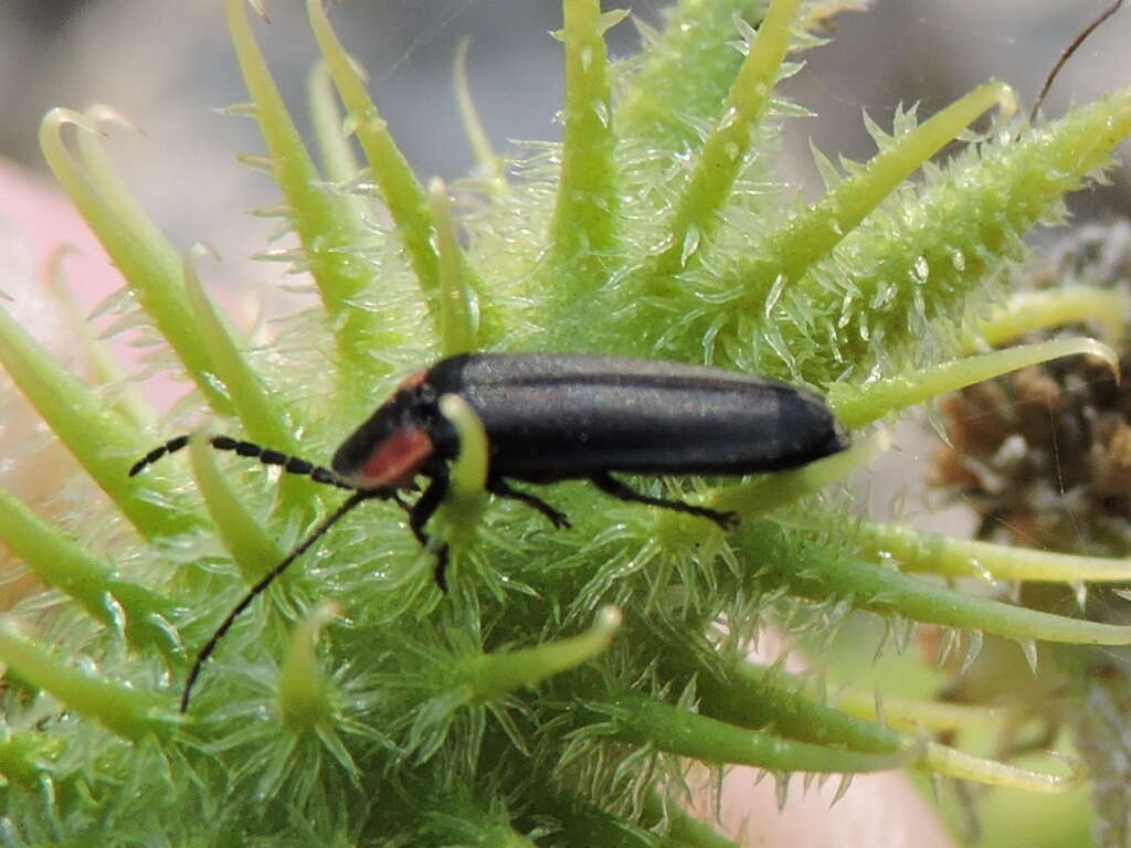 Image of Pyropyga decipiens (Harris 1836)