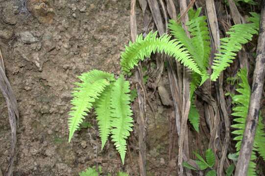 Слика од Blechnum appendiculatum Willd.