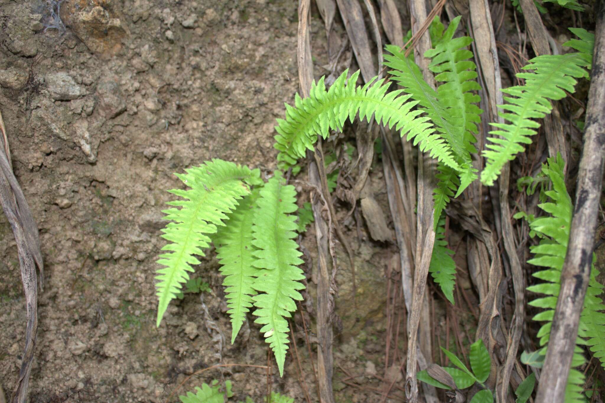 Image of palm fern