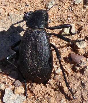 Image of Philolithus subgen. Gonasida Casey 1912