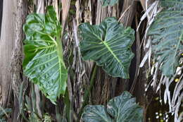 Sivun Philodendron maximum K. Krause kuva