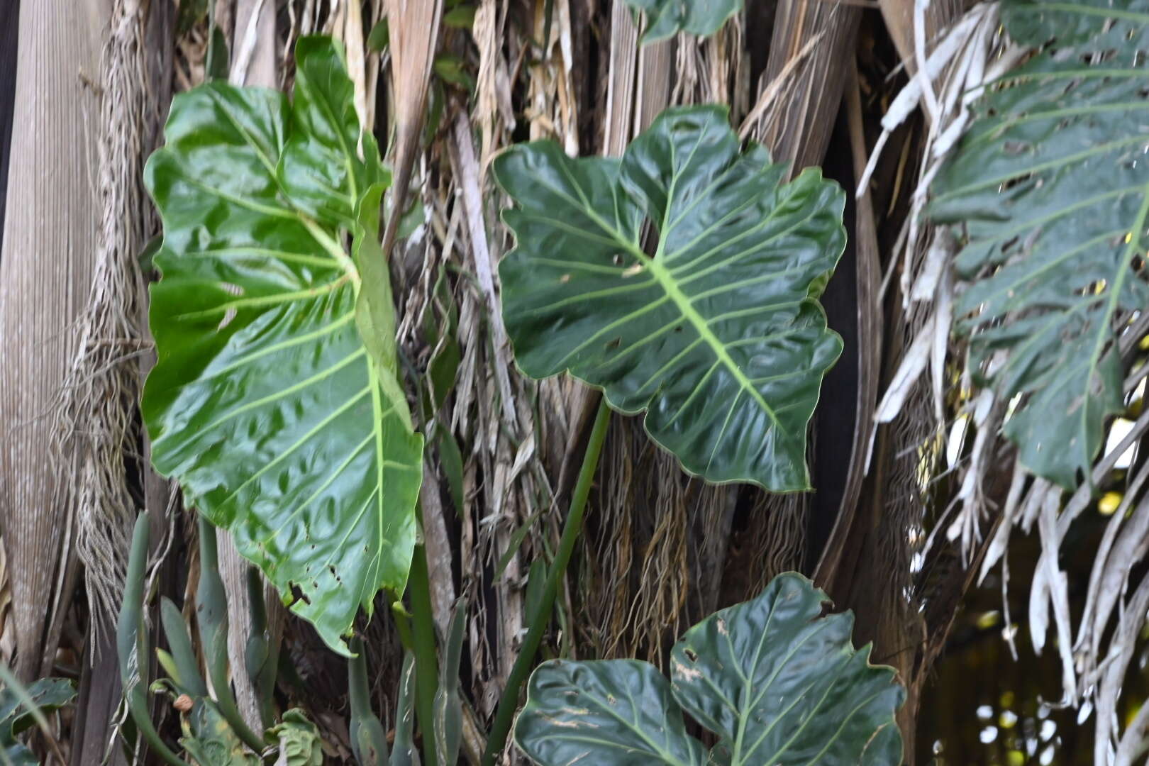 Image of Philodendron maximum K. Krause