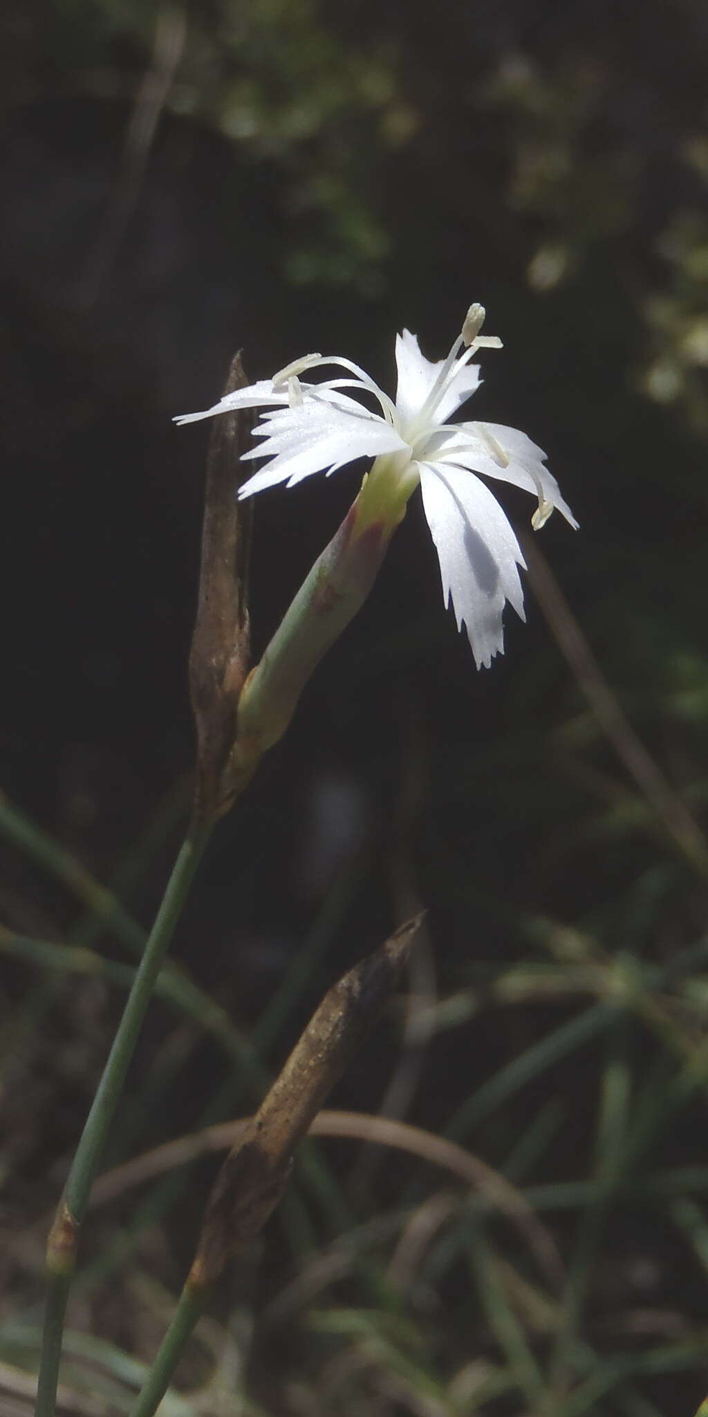 Image of Dianthus mooiensis subsp. mooiensis