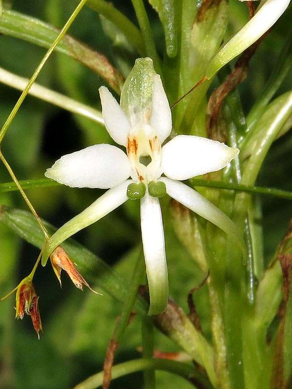 Image de Habenaria falcicornis (Lindl.) Bolus