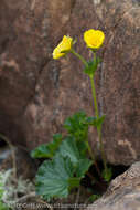 Image of Caltha-Leaf Avens