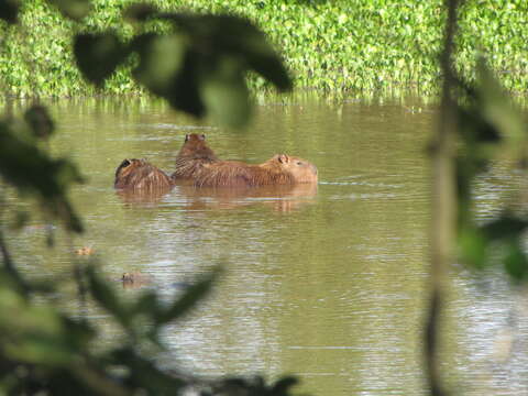 Image of Capybaras