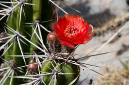 Image of Corryocactus ayacuchoensis Rauh & Backeb.