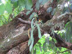 Imagem de Aspasia epidendroides Lindl.