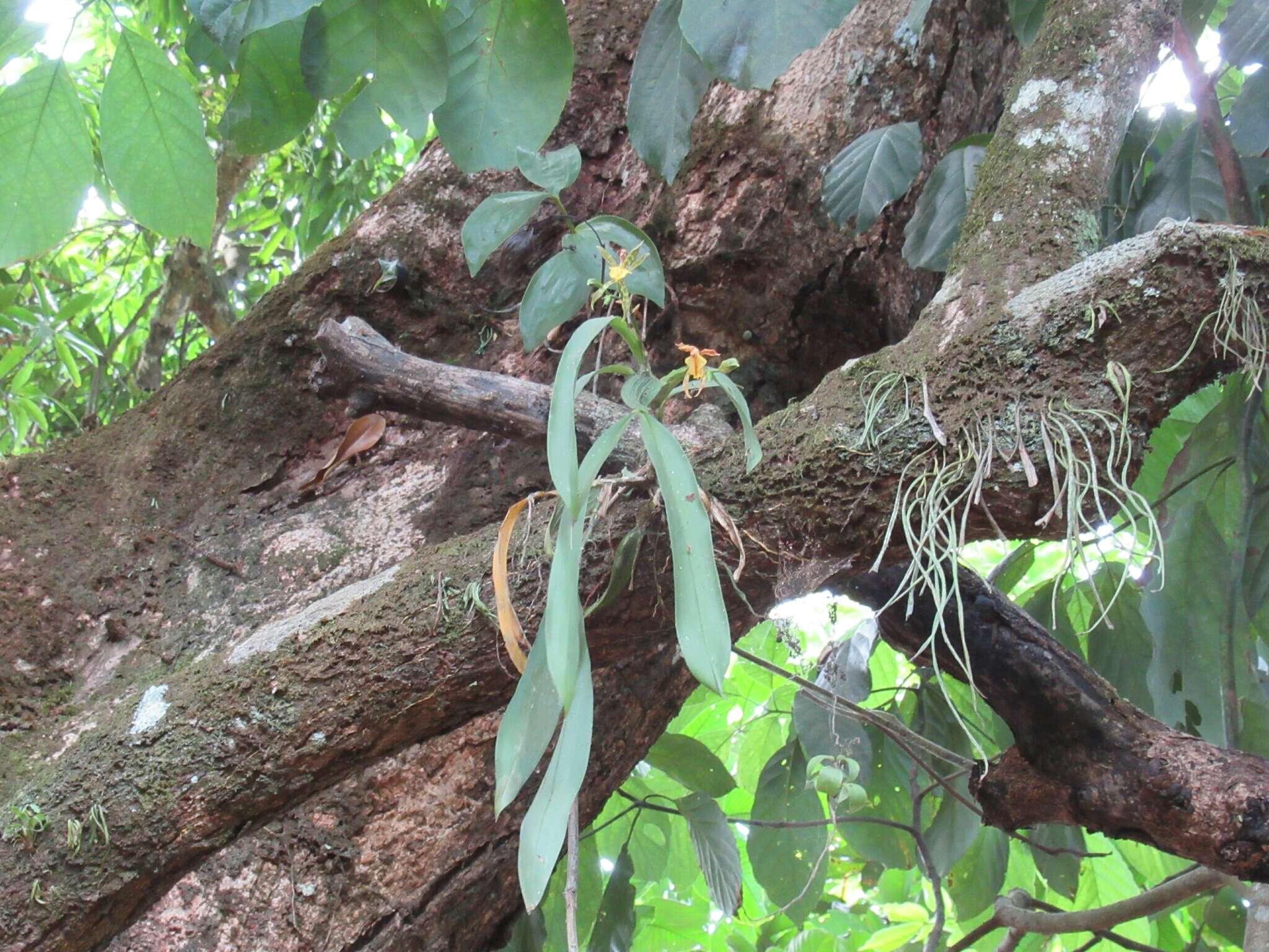 Aspasia epidendroides Lindl.的圖片