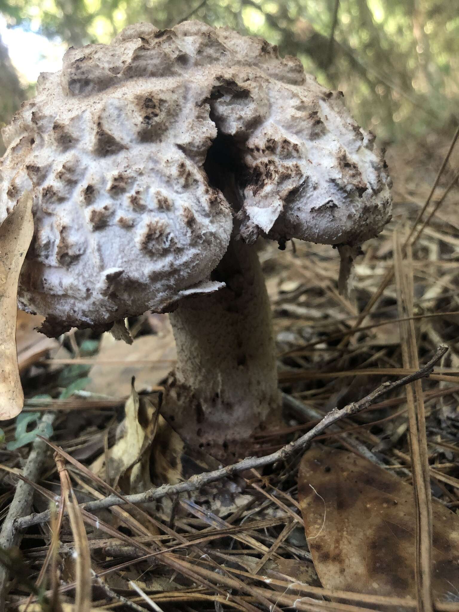 Plancia ëd Amanita westii (Murrill) Murrill 1945