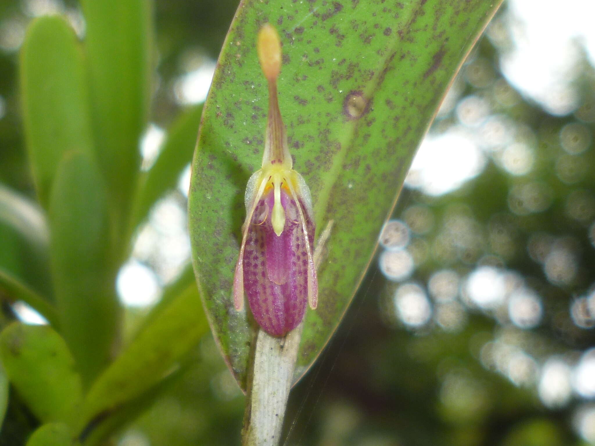 Plancia ëd Restrepia muscifera (Lindl.) Rchb. fil. ex Lindl.