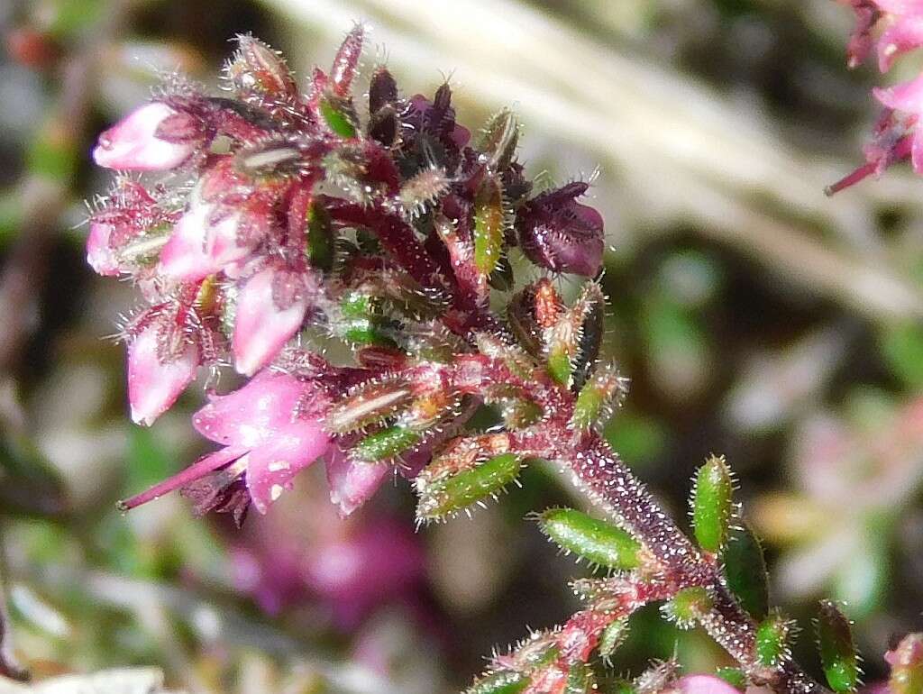 Image of Erica filiformis var. filiformis