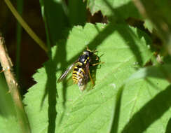 Plancia ëd Chrysotoxum arcuatum (Linnaeus 1758)