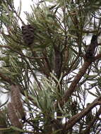 Plancia ëd Banksia attenuata R. Br.