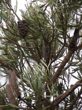 Plancia ëd Banksia attenuata R. Br.