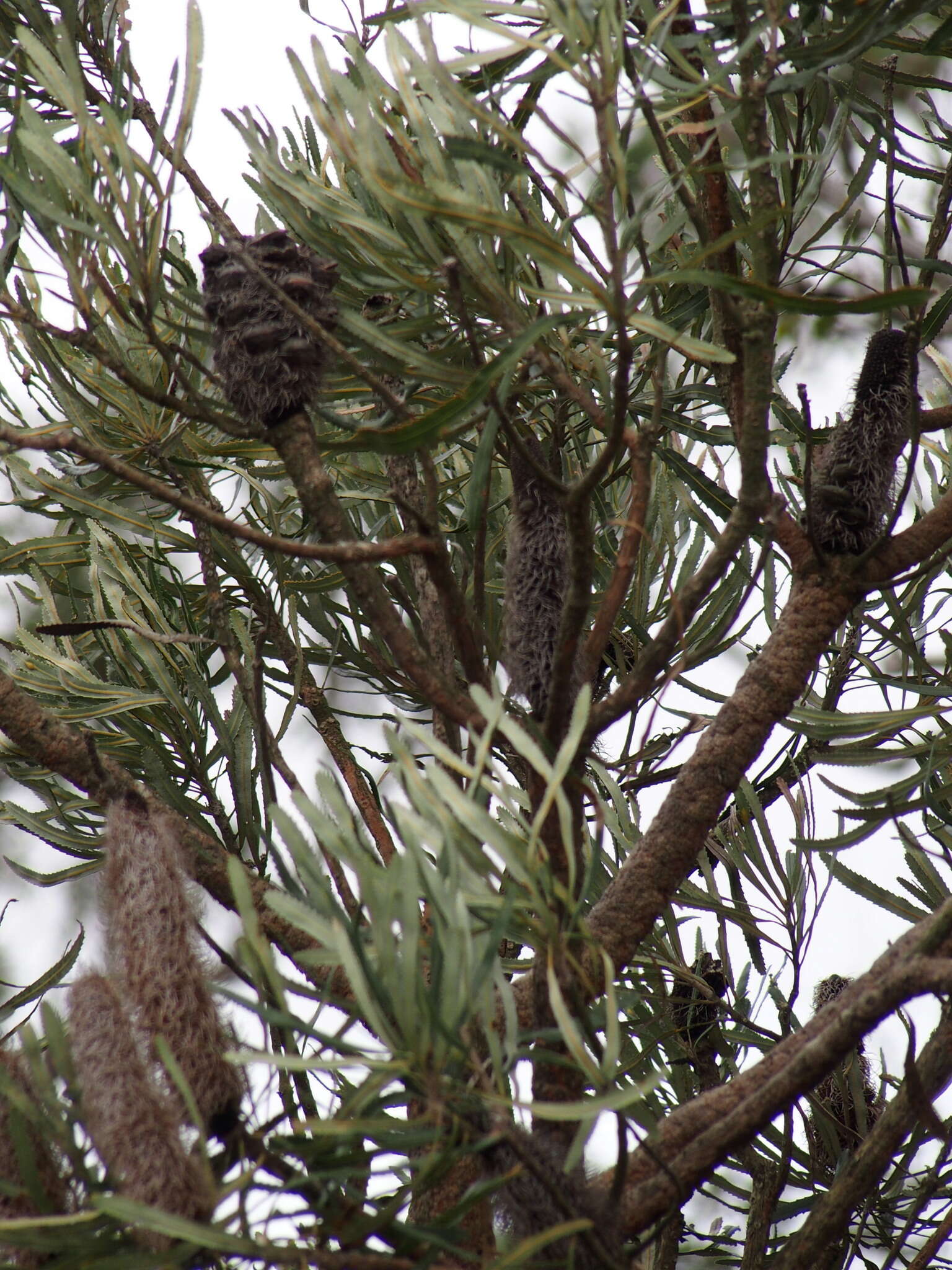 Plancia ëd Banksia attenuata R. Br.