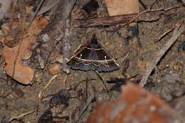 Image of Bertula pallidicosta Holloway 2008