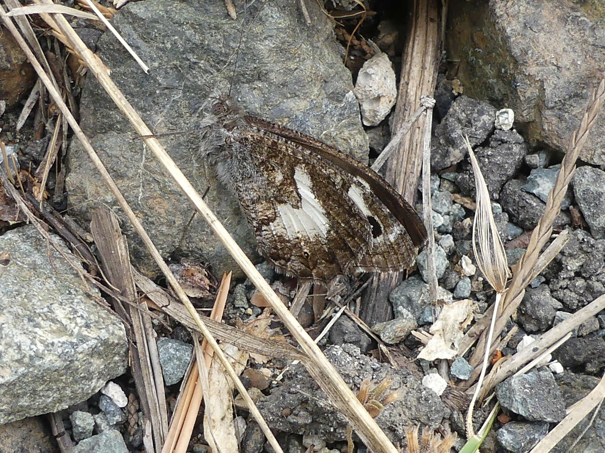 Image of <i>Pseudochazara anthelea</i>