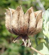 Image of Abutilon sonneratianum (Cav.) Sweet