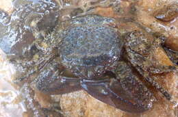 Image of chocolate porcelain crab