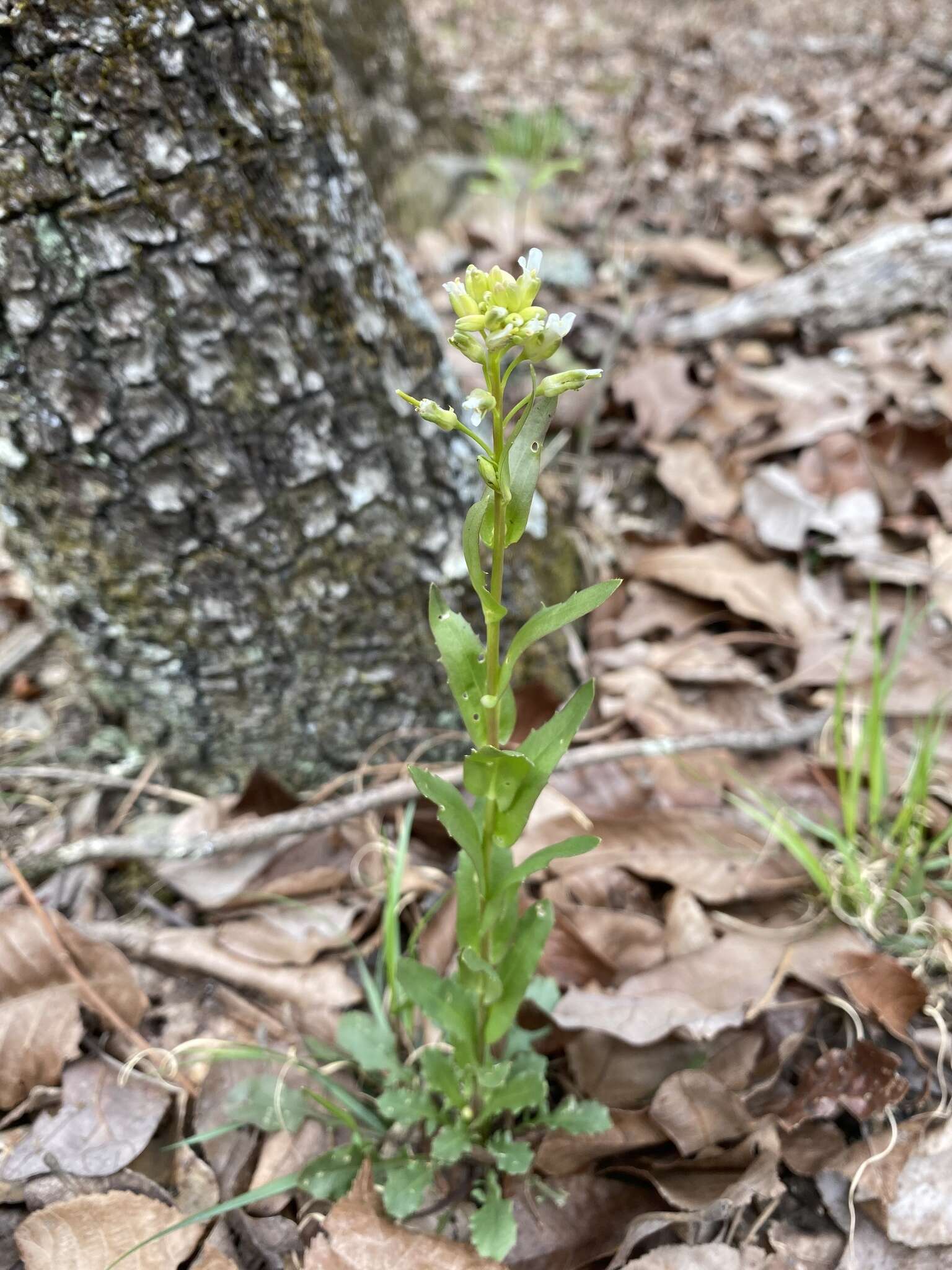 Image of Borodinia missouriensis