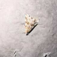 Image of Cabbage Webworm moth