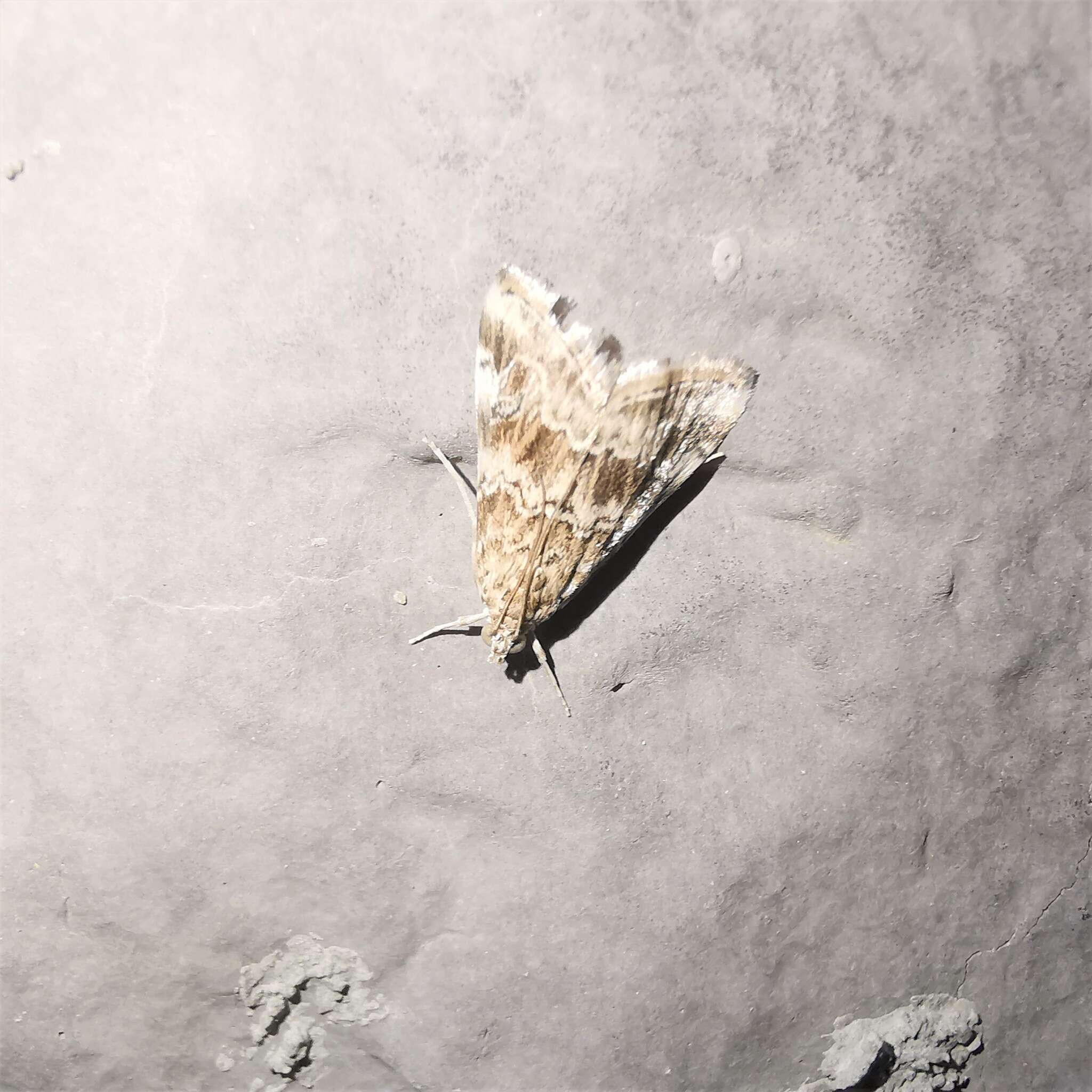 Image of Cabbage Webworm moth