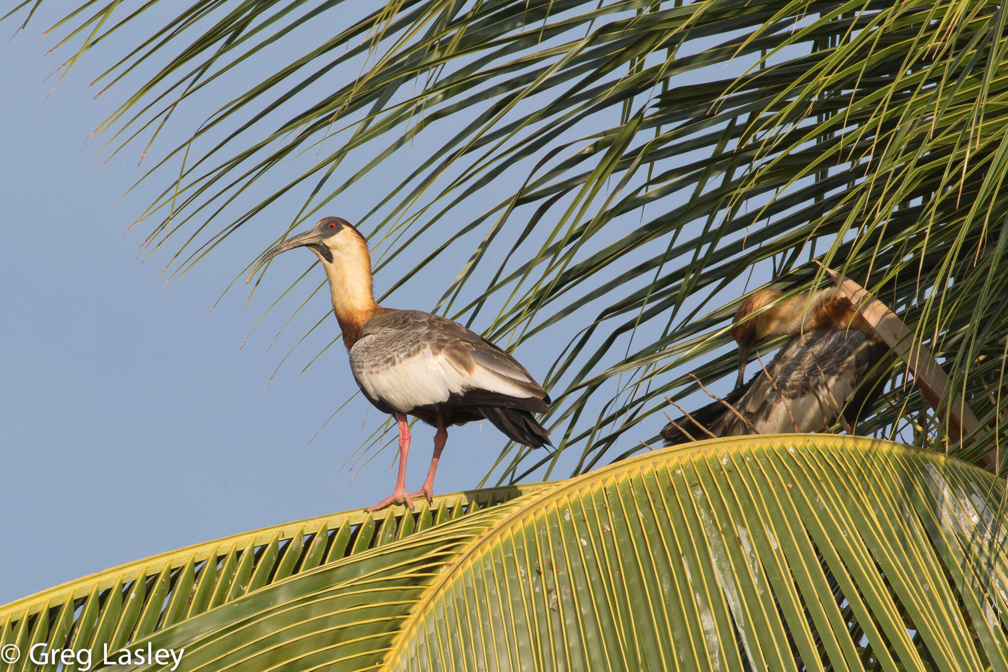 Sivun amazonianiibis kuva