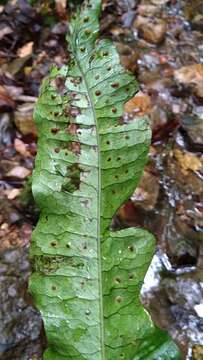 Image of Leptochilus hemionitideus (C. Presl) Noot.