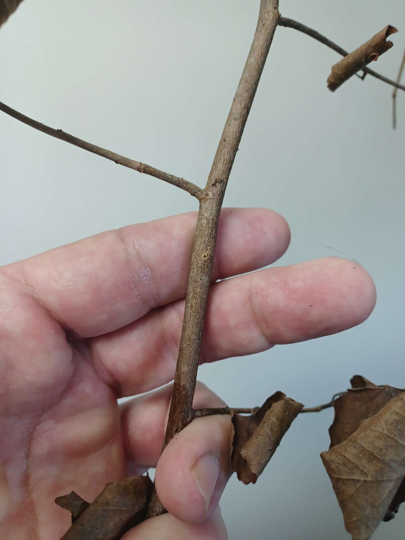 Image of Black twig borer