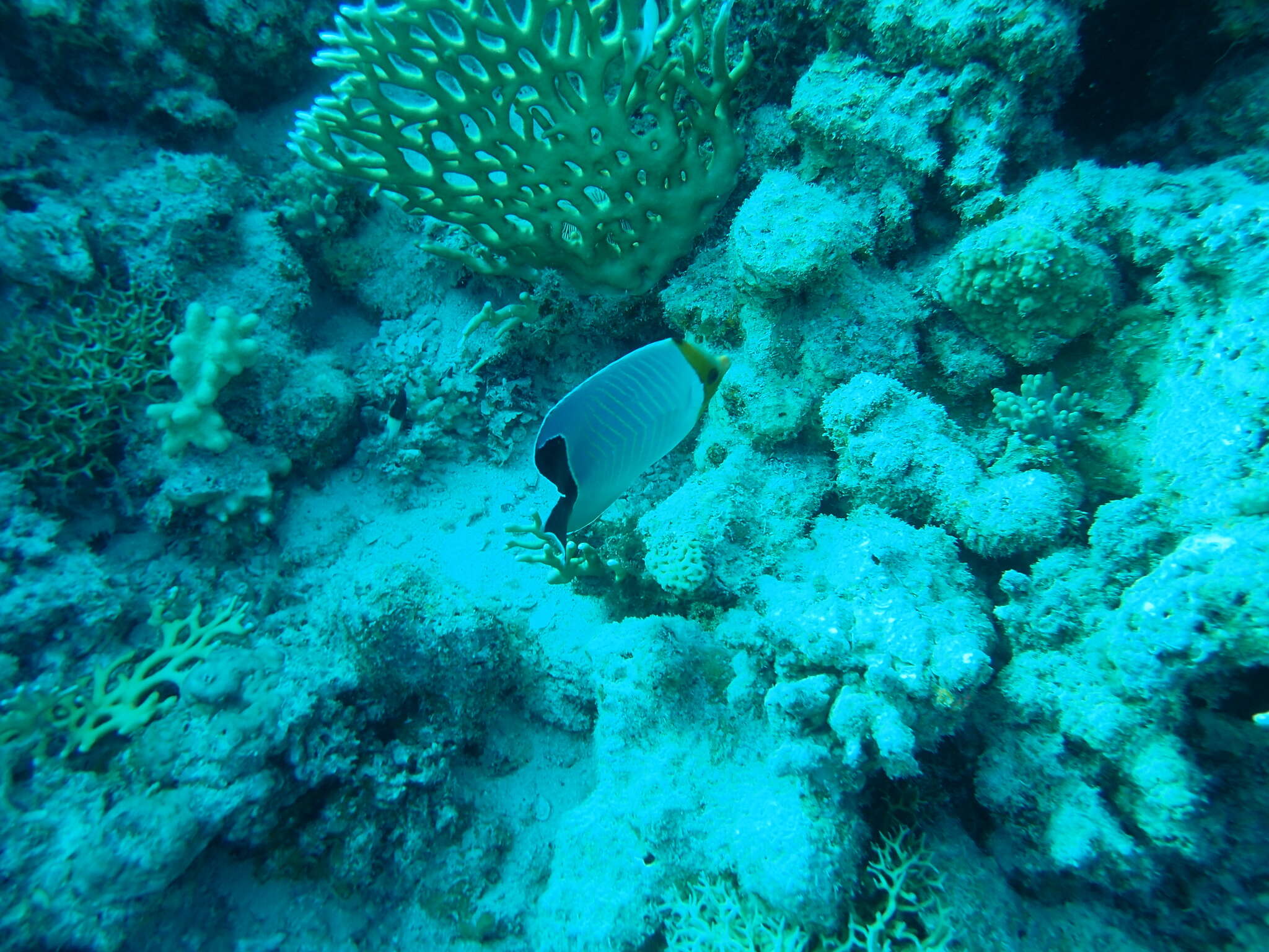 Image of Blue chevron Butterflyfish