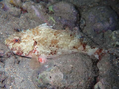 Image of West-African Parrotfish