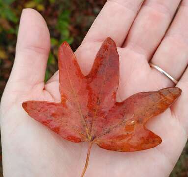 Imagem de Acer grandidentatum var. sinuosum (Rehd.) Little