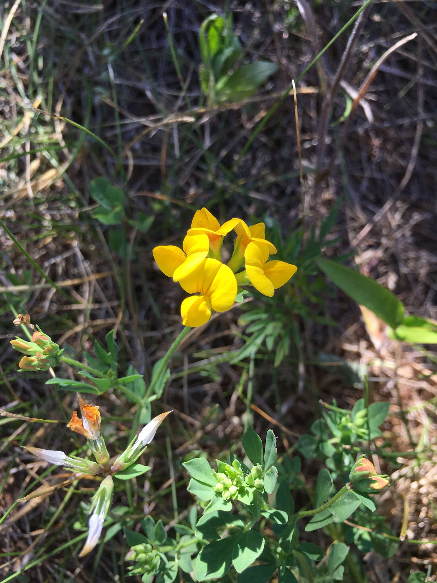 Image of bird's-foot trefoil