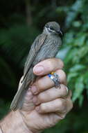 Image of Eungella Honeyeater