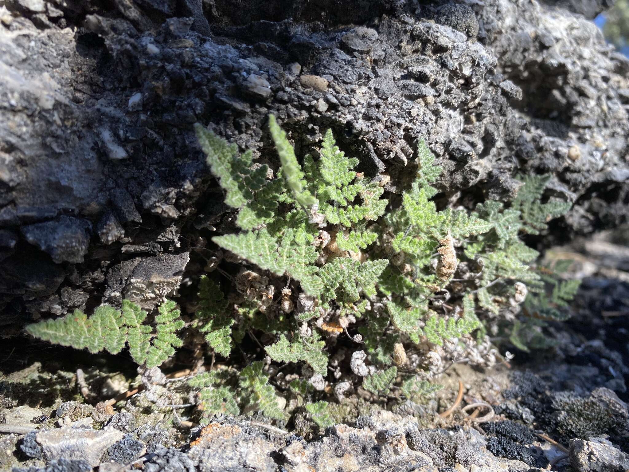 Sivun Myriopteris gracilis Fée kuva